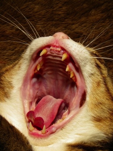 ネコ歯みがき