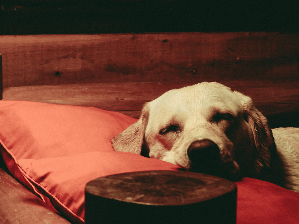 犬にとって睡眠とは？飼い主さんは覚えておきたい愛犬の睡眠からわかる安眠度5項目