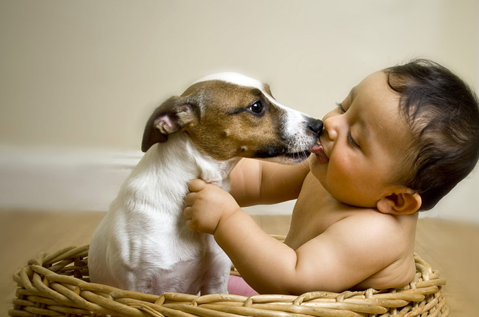 子供の顔を舐める犬の画像