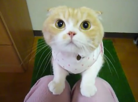 【動画】可愛すぎるネコ動画集