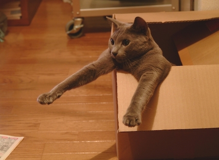 【猫】にゃんこは箱の中が大好き