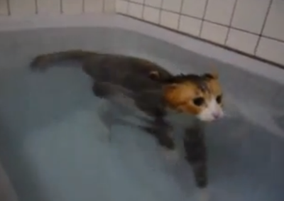 【動画】猫ちゃんのお風呂集めました♪