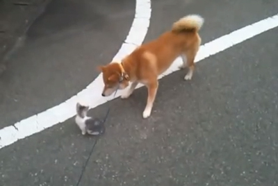 【動画】猫と犬の癒し動画集めました♪