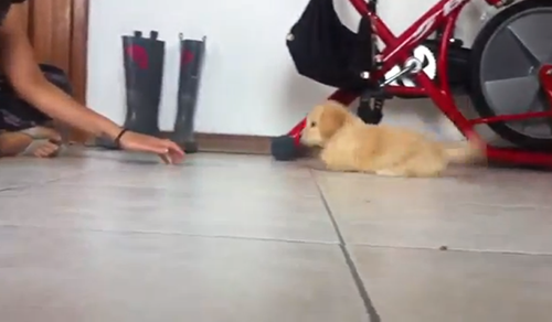 【動画】おもちゃのワンコのような動きをする子犬