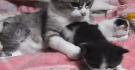 【必見】子ネコの癒し動画