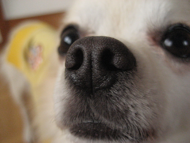 【犬】犬の鼻は目や耳以上？