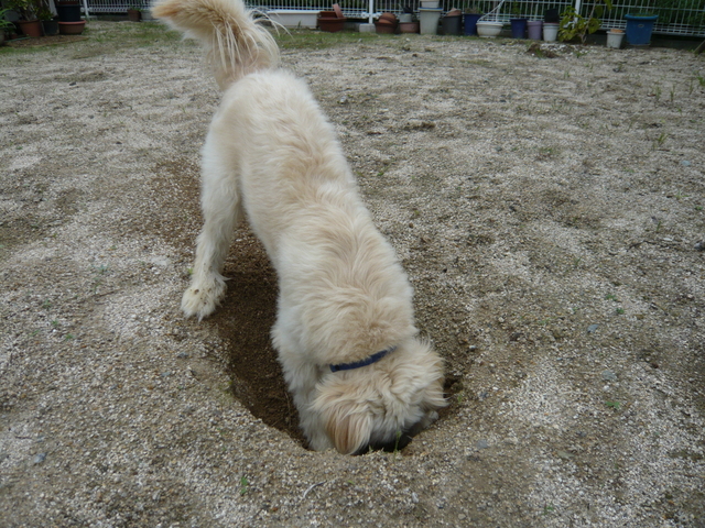 【犬】大好きな穴掘り