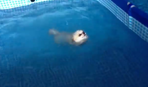 【動画】プールで犬いぬ掻きではなく背泳ぎをするチワワ