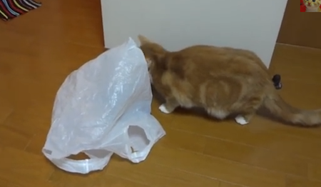 【動画】猫パニック