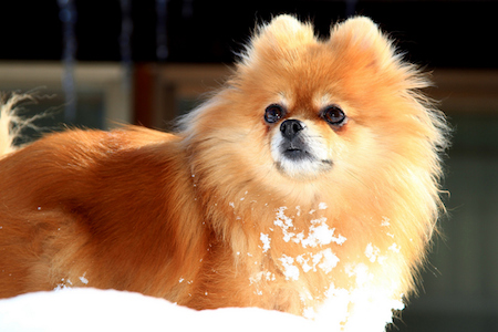 【犬】冬に多い犬の病気