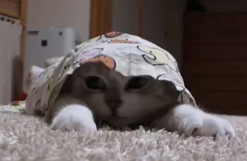【動画】入りたがりな猫ちゃん