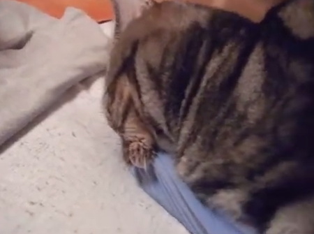 【動画】猫の癒し効果「ゴロゴロ音」