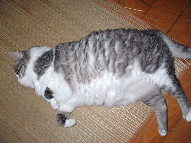 【猫】肥満度チェック
