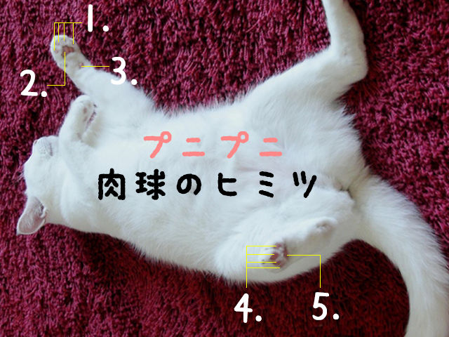 【猫】プニプニ肉球のひみつ