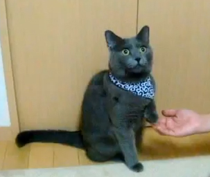 【動画】犬みたいな芸をする猫たち