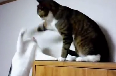 【動画】恐るべき猫パンチΣ(･∀･|||)