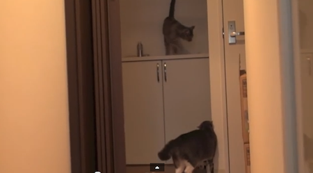 【動画】猫の時間がやってきました♪