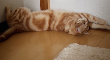 【猫動画】猫の特権