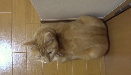 【猫動画】落ちつく猫たち