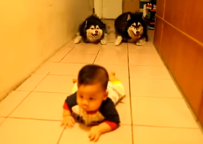 犬と赤ちゃんの面白癒し動画♪
