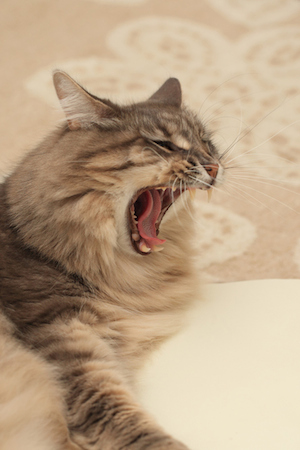 猫のしつけ 凶暴になる理由 Petfun 動物やペットに関する情報サイト
