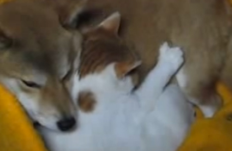 犬と猫はやっぱり仲良し♪動画集めました(^_^)