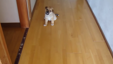 可愛い犬の癒し動画