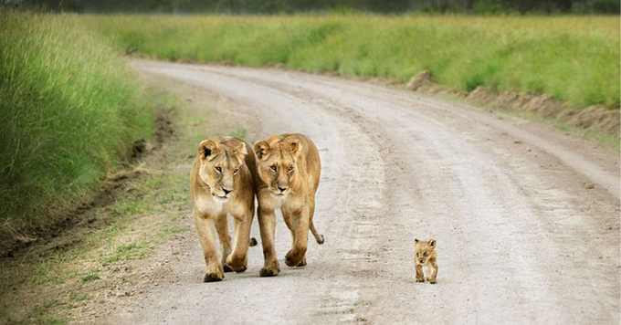 ライオン散歩