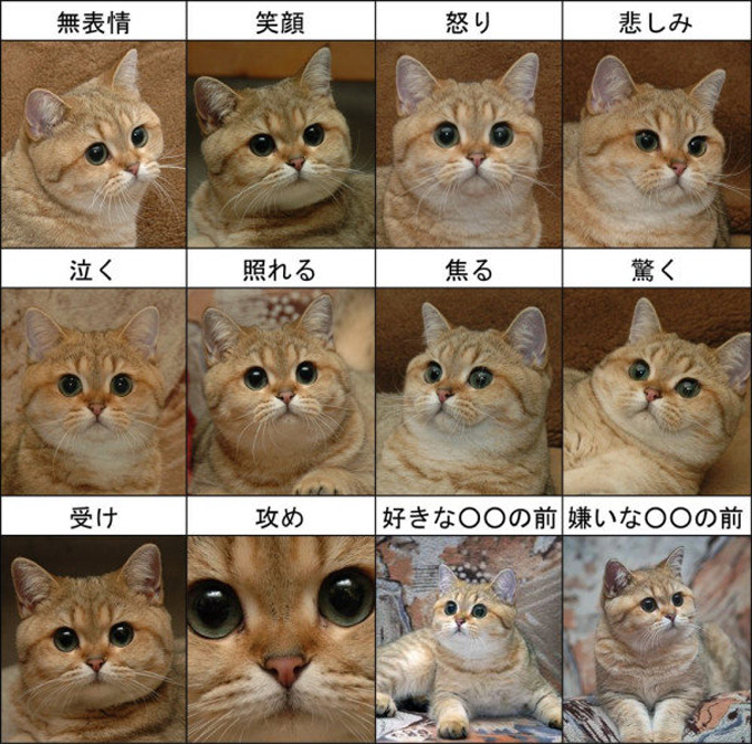 猫の表情一覧
