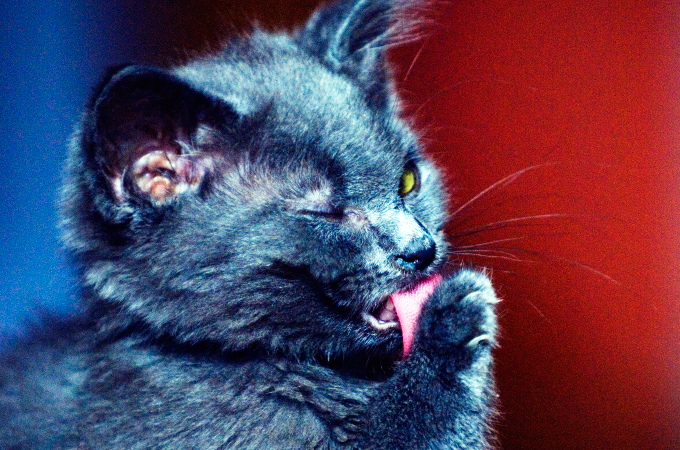 とっても可愛い舌をしまい忘れてしまった猫の画像27選