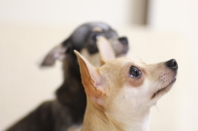 愛犬にトイレシーツをビリビリ破かせないための5つの予防法