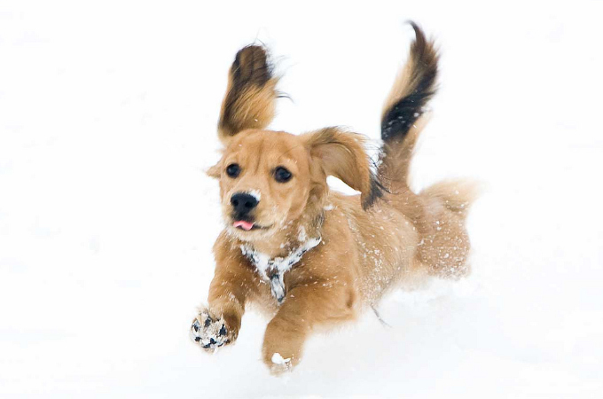 寒い時期に起こりやすい犬の病気やケガや事故まとめと応急処置
