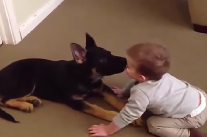 犬と人の赤ちゃん愛情たっぷりのキス動画