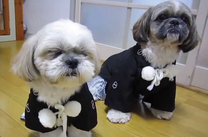 お正月にふさわしいシーズー犬の可愛い紋付袴ファッションショー動画