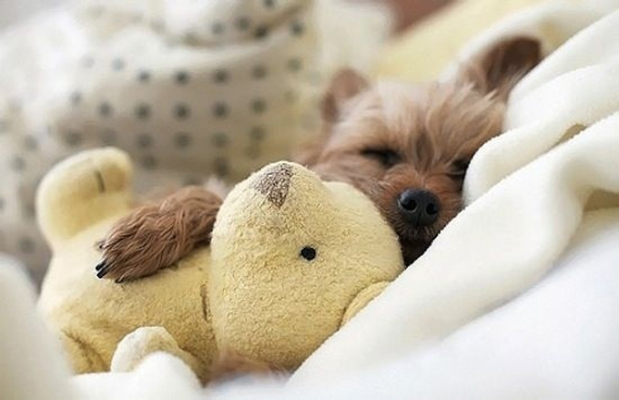 ぬいぐるみと一緒に眠る子犬がかわいいと話題の画像19選