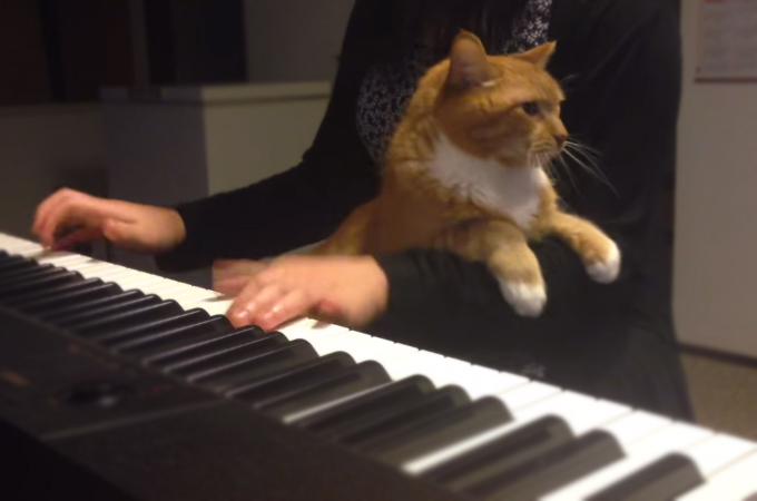 ピアノの演奏中に乱入してきた可愛すぎる猫の動画