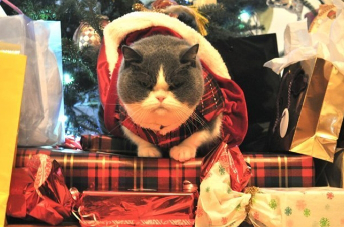 X’mas終わったからいいよね。クリスマスに浮かれた人間に巻き込まれた猫画像17選