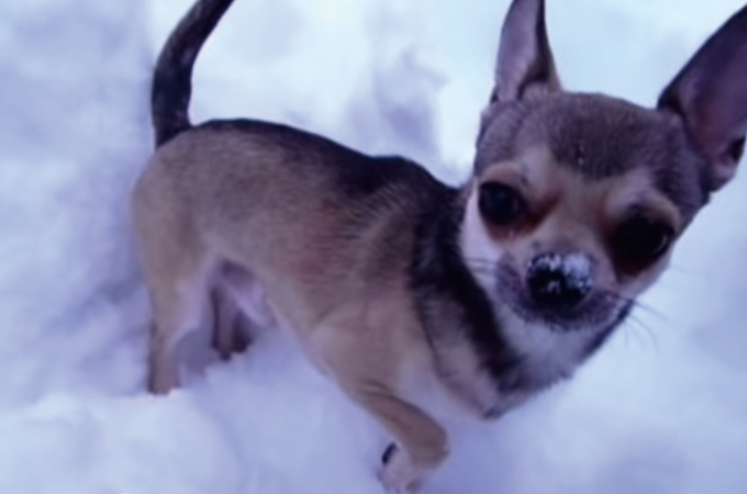小さなチワワが真っ白な雪の世界を駆け回る動画