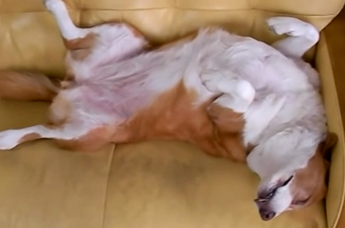 安心しきっているからこそ見せてくれる信じられないような犬の寝相動画まとめ