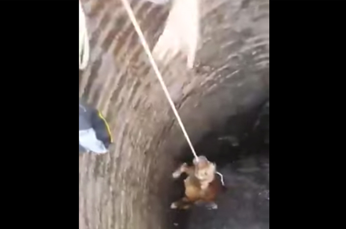 投げ込まれたロープに自らかみつく！井戸に落ちてしまった犬の奇跡の救出動画