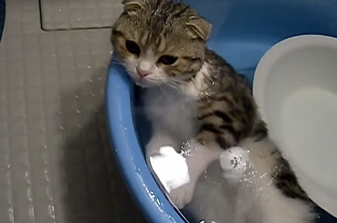 お風呂でまったりリラックスモードの猫！気が緩みすぎたのか次の瞬間お尻から「おなら！？」