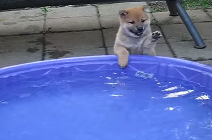 「入ってみたいけど、やっぱり怖い。」初めてのプールにはしゃぐ子犬が可愛すぎると話題に！
