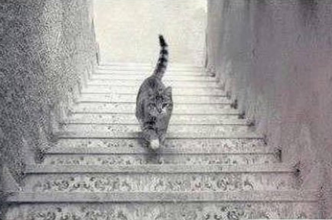 ネットで話題の猫が階段から降りてきているのか、登ってきているのかわからない画像