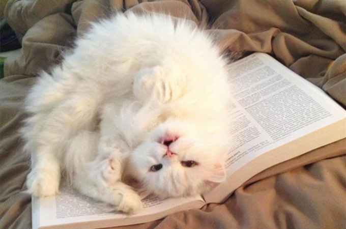飼い主が読書や勉強を妨害しにくる可愛すぎる猫たち