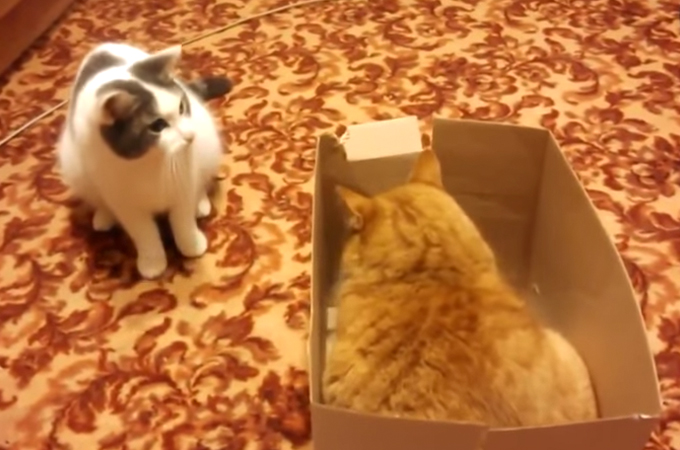 箱の中に入りたい猫と、箱を渡したくない猫のプライドをかけた壮絶な闘いがおもしろい