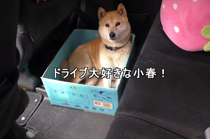 ドライブが大好きで車に飛び乗る柴犬。指定席の「箱」がどんどん小さくなったらどうなるのか？
