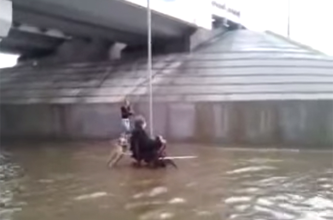 大洪水により浸水した道路で飼い主さんの車椅子を押し助ける犬に感動