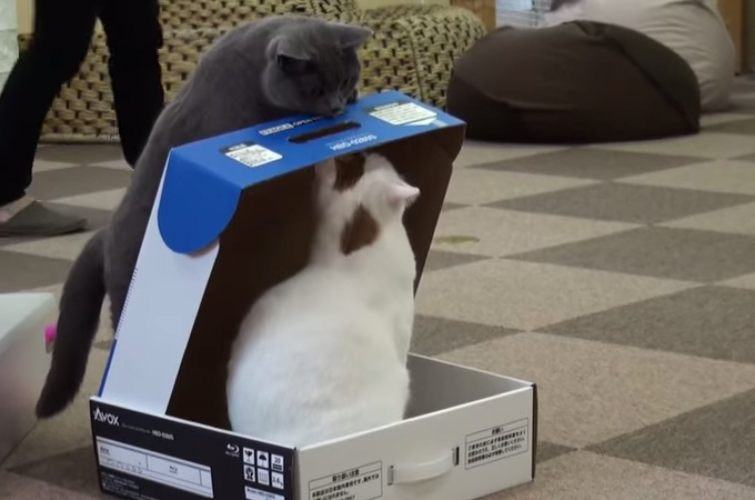 箱の中に猫がいるのになぜかフタをして閉じ込める猫が極悪で可愛い