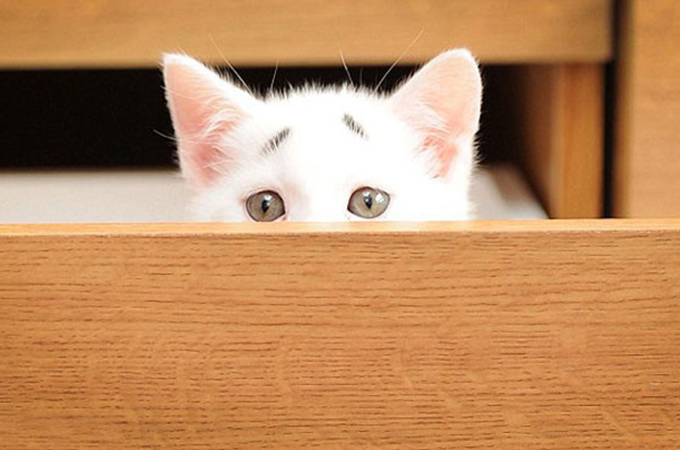 楽しいときも困ってると勘違い…困った眉毛を持つ猫のゲイリーが人気沸騰中！