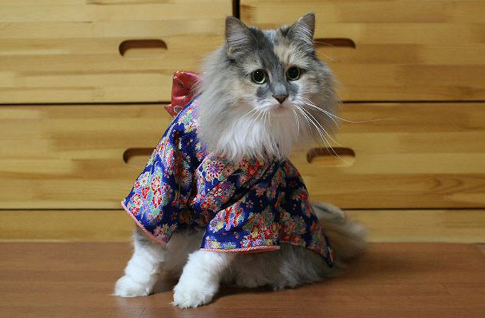 着物を着た猫13